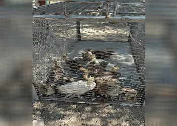 Çiftlikte izinsiz tavus kuşu besleyen kişiye ceza