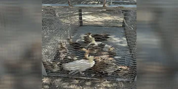 Çiftlikte izinsiz tavus kuşu besleyen kişiye ceza