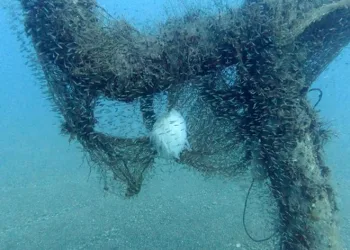 Trol teknelerin ağları kalamarı vurdu