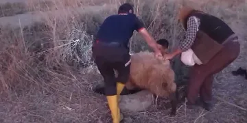 Kanalizasyona düşen koyun için seferber olundu