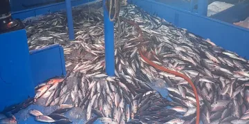 Balıkçıların ağları palamut ve istavrit ile doldu
