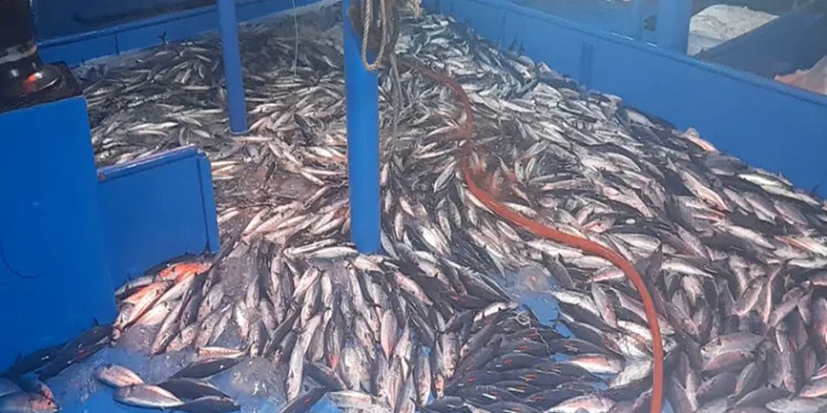 Balıkçıların ağları palamut ve istavrit ile doldu