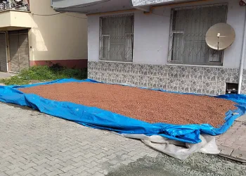 Çarşamba’da fındık kurutma mesaisi