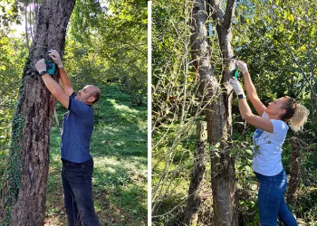 Kahverengi kokarcaya karşı “Cezbet-öldür” yöntemi