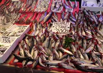 Palamut avı hız kesti