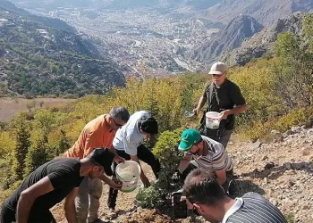 Amasya’da 100 kilo meşe palamudu dikti