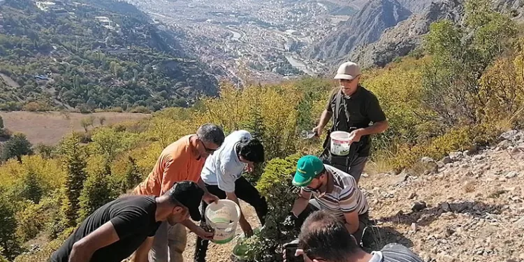 Amasya’da 100 kilo meşe palamudu dikti