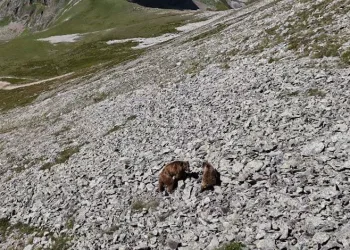 Arsiyan Yaylasında anne ve yavru boz ayı turistlerin kamerasına takıldı