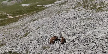 Arsiyan Yaylasında anne ve yavru boz ayı turistlerin kamerasına takıldı