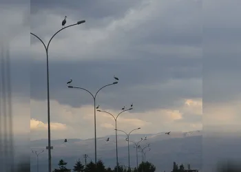 Göç yolculuğunda leyleklerin molası