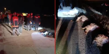 Otomobil koyun sürüsüne daldı: 15 koyun telef oldu