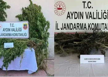 Nazilli’de 153 kök hint keneviri ele geçirildi