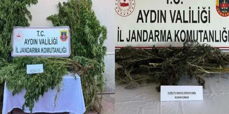 Nazilli’de 153 kök hint keneviri ele geçirildi