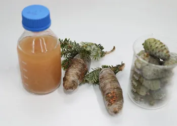 BTÜ’de kozalak şuruplarının içeriği araştırılacak