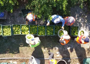 Limonun başkentinde hasat başladı