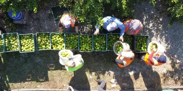 Limonun başkentinde hasat başladı