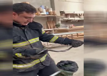 İş yerine giren yılan yakalanarak doğaya bırakıldı