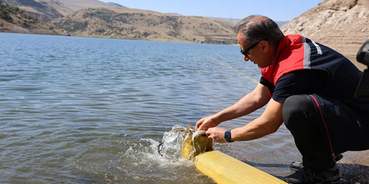 Kars’ta göllere 1 milyon 680 bin sazan balığı salındı