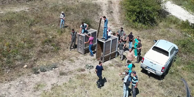 Bursa’da 2 kızıl geyik doğaya salındı