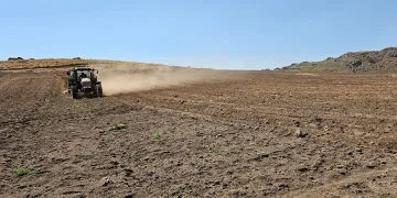 2600 rakımda buğday ekimi