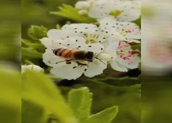 Bal üreticileri son on yılın en verimsiz sezonunu yaşadı