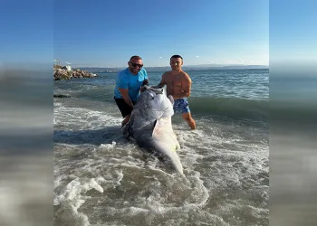 2 dalgıç, 320 kilogram orkinos avladı