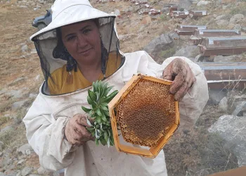 Ayı korkusundan ballar erken hasat edildi