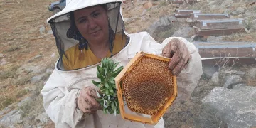 Ayı korkusundan ballar erken hasat edildi