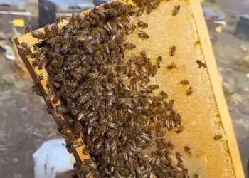 Sahte bal sağlığı olumsuz etkiliyor