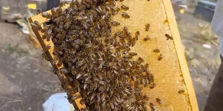 Sahte bal sağlığı olumsuz etkiliyor