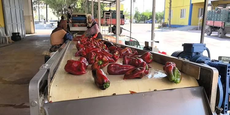 Kadınların ürettiği salçalar Hollanda’ya ihraç ediliyor