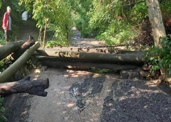 Artvin’de şiddetli yağış sel ve su taşkınlarına neden oldu