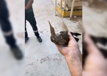 Nesli tükenmekte olan kuşu doğaya saldılar