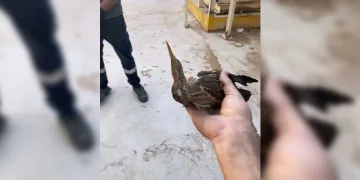 Nesli tükenmekte olan kuşu doğaya saldılar