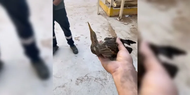 Nesli tükenmekte olan kuşu doğaya saldılar