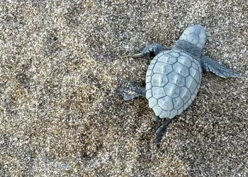 Alanya’da yavru caretta carettalar mavi sularla buluşmaya devam ediyor