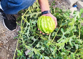 Kaldırımda yetişen karpuz