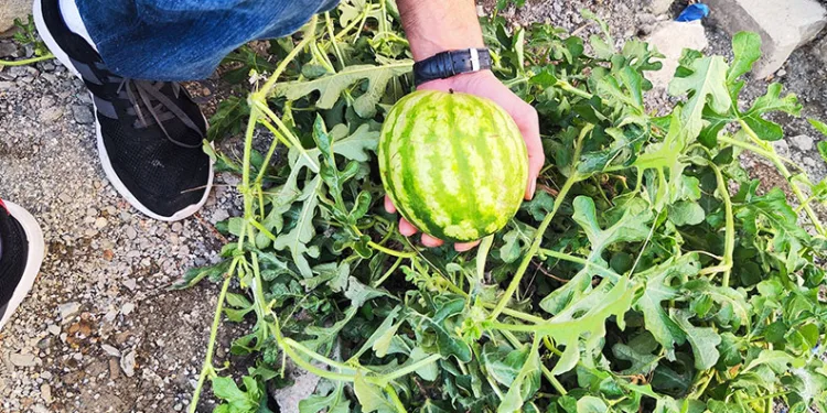 Kaldırımda yetişen karpuz