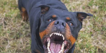 Ataşehir’de kangal köpeği başka bir köpeği parçaladı, olayı gören sahibi kalp krizi geçirdi