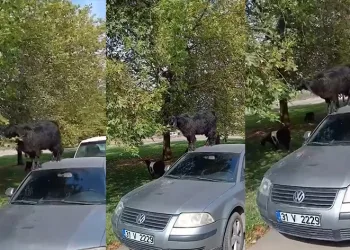 Bursa’da otomobil üzerine çıkan keçinin beslenme keyfi kamerada