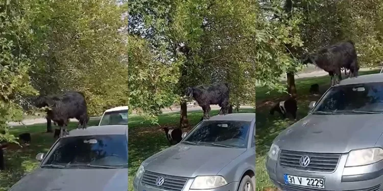 Bursa’da otomobil üzerine çıkan keçinin beslenme keyfi kamerada