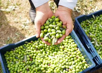 Orhangazi’de siyah inci zeytin hasadı