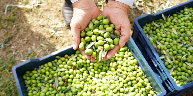 Orhangazi’de siyah inci zeytin hasadı