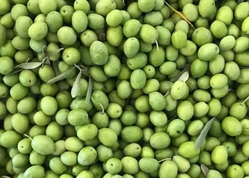 Zeytin üreticilerine erken hasat uyarısı