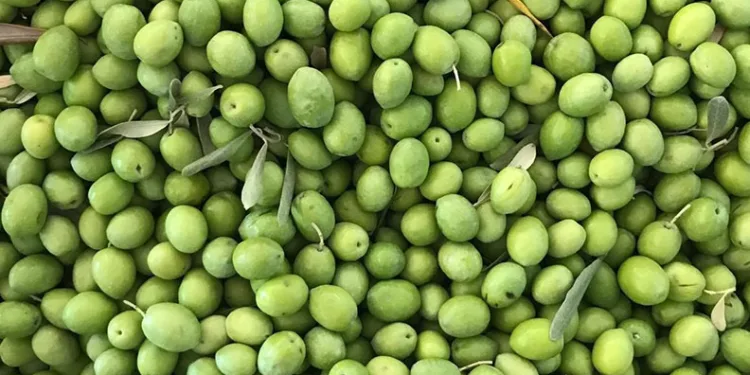 Zeytin üreticilerine erken hasat uyarısı