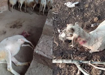 Ağıla giren köpekler 13 koyunu yaraladı