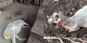 Ağıla giren köpekler 13 koyunu yaraladı