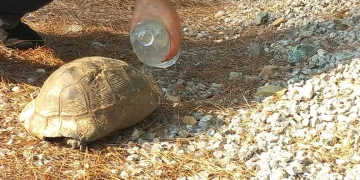 Tırın içine zulalanmış 730 gram narkotik madde ele geçirildi