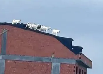Kaçan keçiler binanın çatısına çıktı