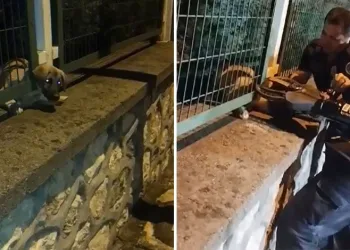 Demir korkuluklara sıkışan yavru köpek böyle kurtarıldı